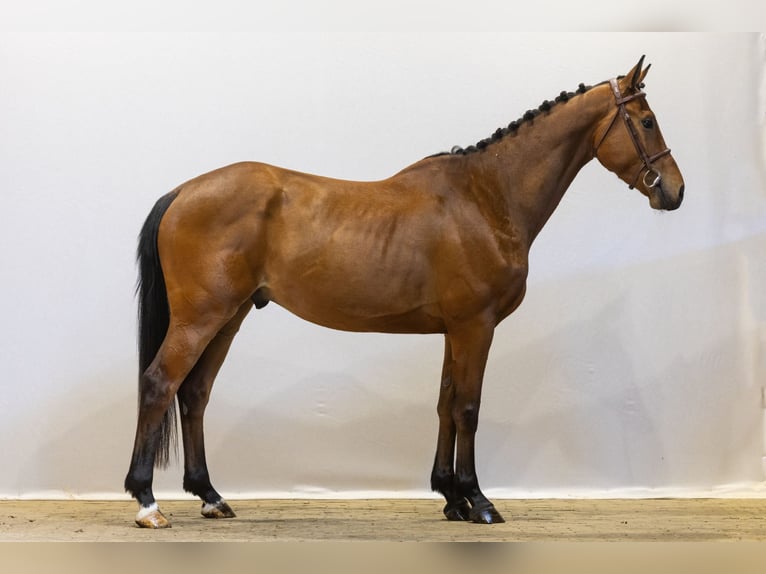 Zangersheider Gelding 4 years 15,3 hh Brown in Waddinxveen