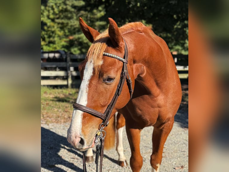 Zangersheider Gelding 4 years 15,3 hh Chestnut in Chesterfield, VA