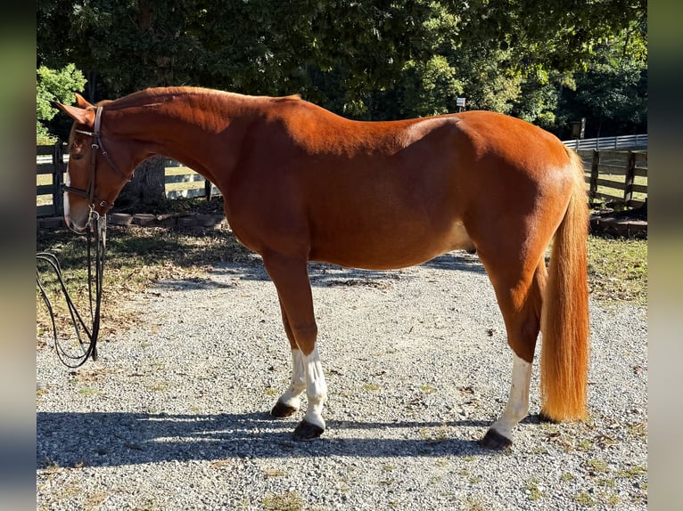Zangersheider Gelding 4 years 15,3 hh Chestnut in Chesterfield, VA