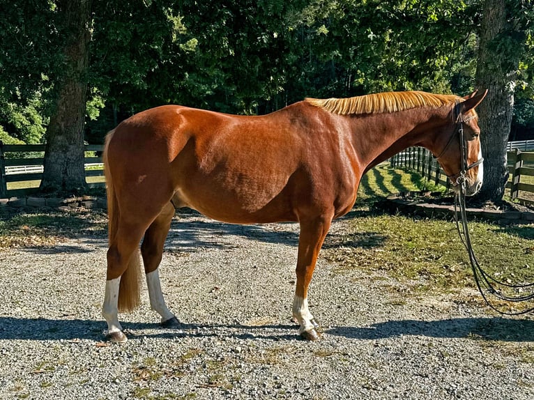 Zangersheider Gelding 4 years 15,3 hh Chestnut in Chesterfield, VA
