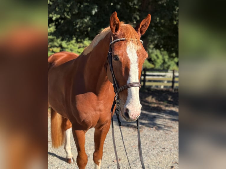 Zangersheider Gelding 4 years 15,3 hh Chestnut in Chesterfield, VA