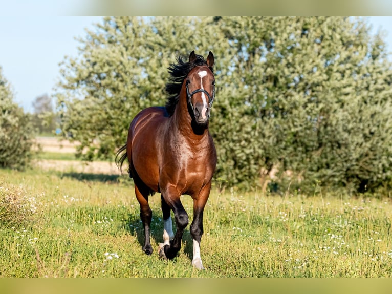 Zangersheider Gelding 4 years 16,1 hh Bay-Dark in Herrieden / Leibelbach