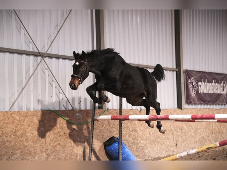 Zangersheider Gelding 4 years 16.1 hh Bay-Dark in Rudzienice