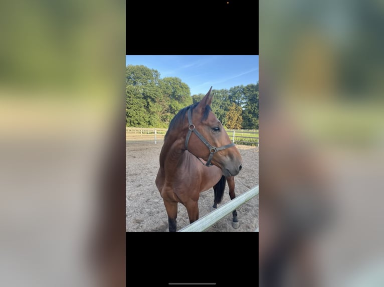 Zangersheider Gelding 4 years 16,1 hh Brown in Brechen