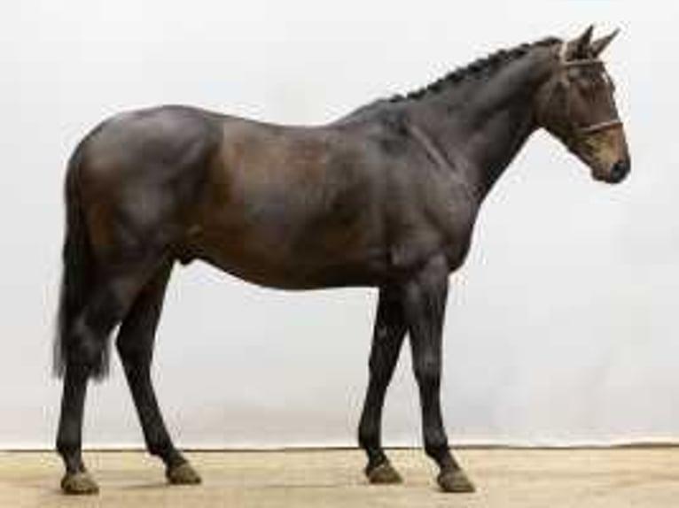 Zangersheider Gelding 4 years 16,1 hh Brown in Waddinxveen