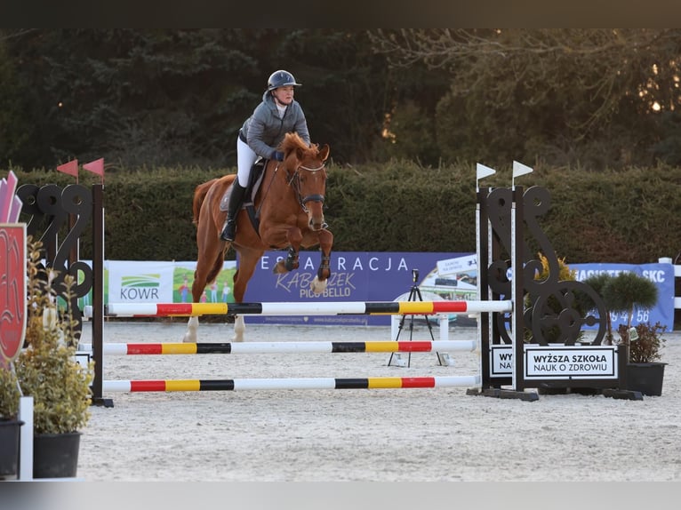 Zangersheider Gelding 4 years 16,1 hh Chestnut-Red in Ko&#x142;obrzeg