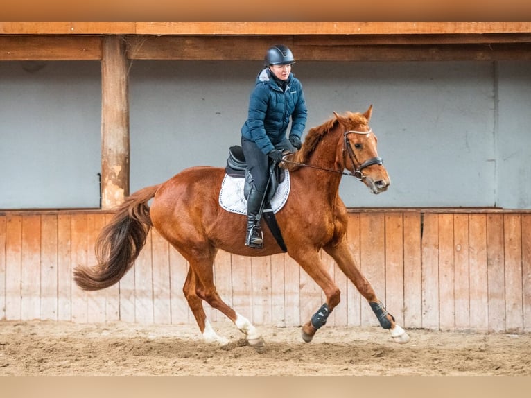 Zangersheider Gelding 4 years 16,1 hh Chestnut-Red in Ko&#x142;obrzeg
