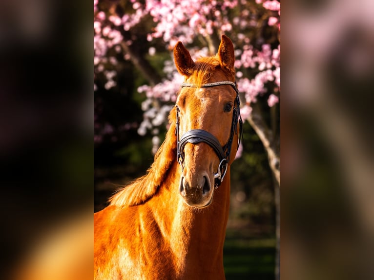 Zangersheider Gelding 4 years 16,1 hh Chestnut-Red in Ko&#x142;obrzeg