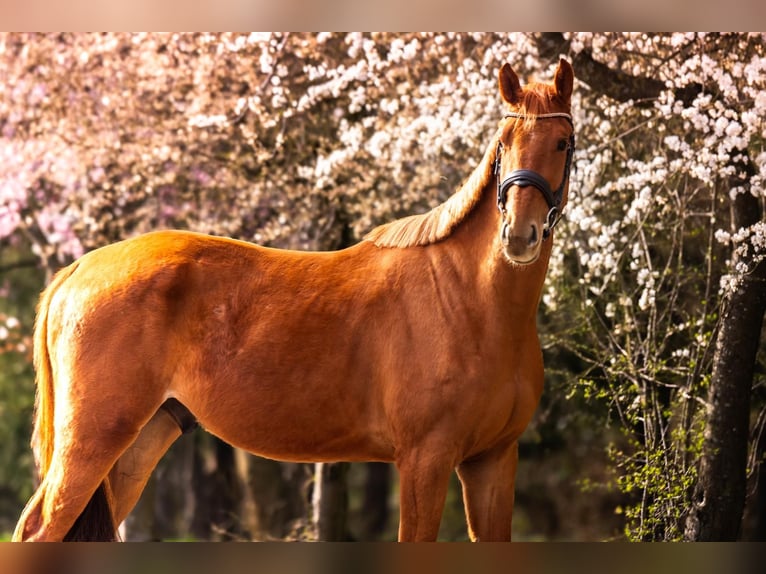 Zangersheider Gelding 4 years 16,1 hh Chestnut-Red in Ko&#x142;obrzeg