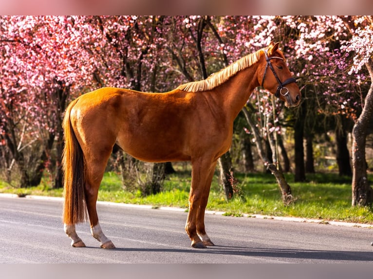 Zangersheider Gelding 4 years 16,1 hh Chestnut-Red in Ko&#x142;obrzeg