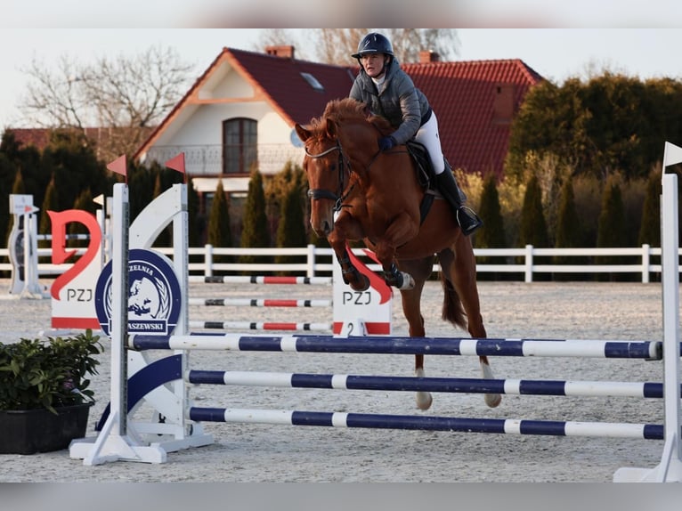 Zangersheider Gelding 4 years 16,1 hh Chestnut-Red in Ko&#x142;obrzeg