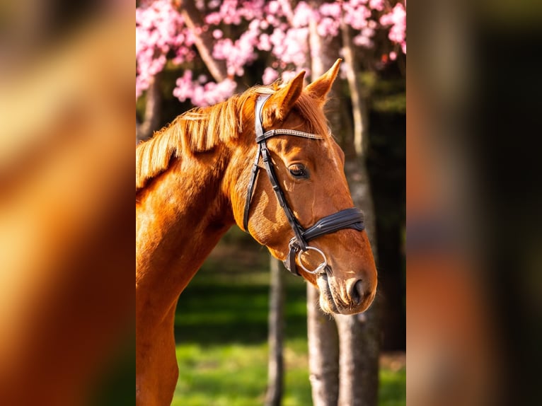 Zangersheider Gelding 4 years 16,1 hh Chestnut-Red in Ko&#x142;obrzeg