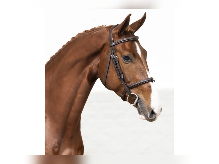 Zangersheider Gelding 4 years 16,1 hh Chestnut-Red in Heerde