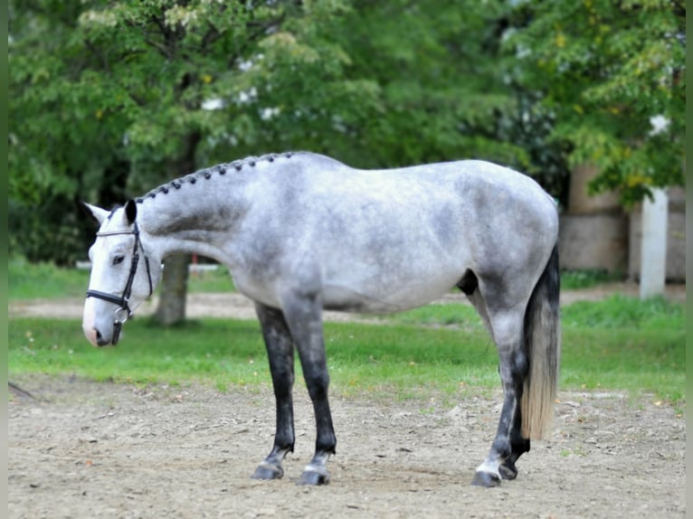 Zangersheider Gelding 4 years 16,1 hh Grey in Schattendorf