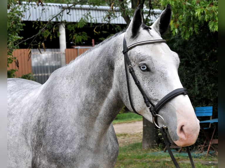 Zangersheider Gelding 4 years 16,1 hh Grey in Schattendorf
