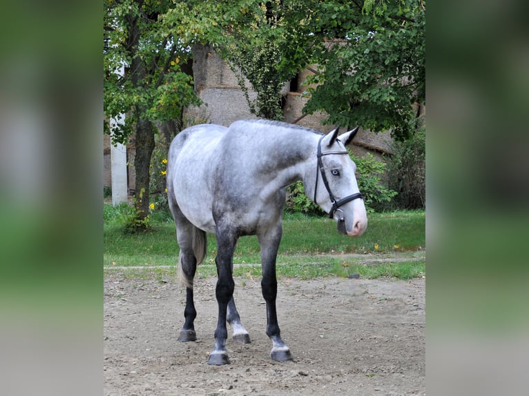 Zangersheider Gelding 4 years 16,1 hh Grey in Schattendorf