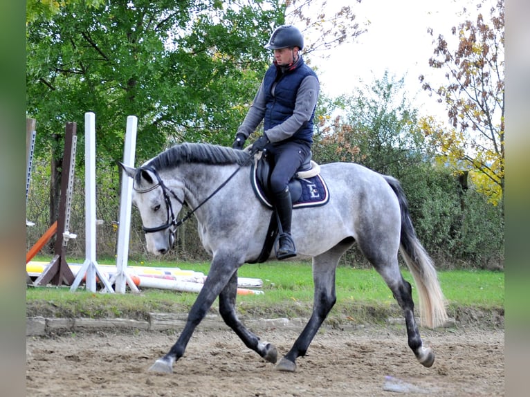 Zangersheider Gelding 4 years 16,1 hh Grey in Schattendorf