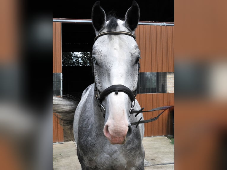 Zangersheider Gelding 4 years 16,1 hh Grey in Schattendorf