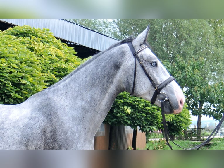 Zangersheider Gelding 4 years 16,1 hh Grey in Schattendorf