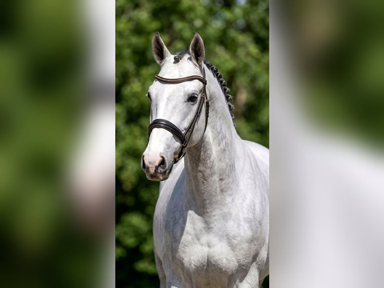 Zangersheider Gelding 4 years 16.1 hh Grey in Békésszentandrás