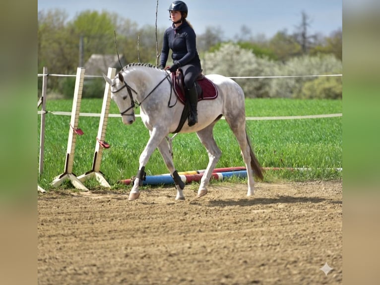 Zangersheider Gelding 4 years 16.1 hh Grey in Békésszentandrás