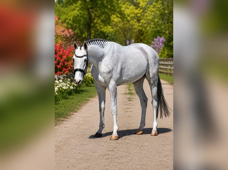 Zangersheider Gelding 4 years 16.1 hh Grey in Békésszentandrás