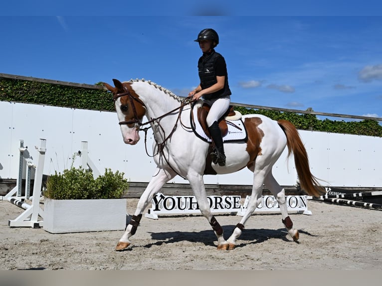 Zangersheider Gelding 4 years 16.1 hh Pinto in Waddinxveen