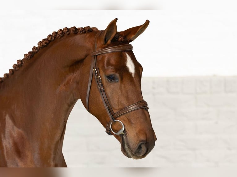 Zangersheider Gelding 4 years 16.1 hh  in Heerde