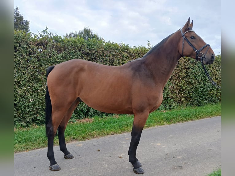 Zangersheider Gelding 4 years 16,2 hh Brown in Remagen