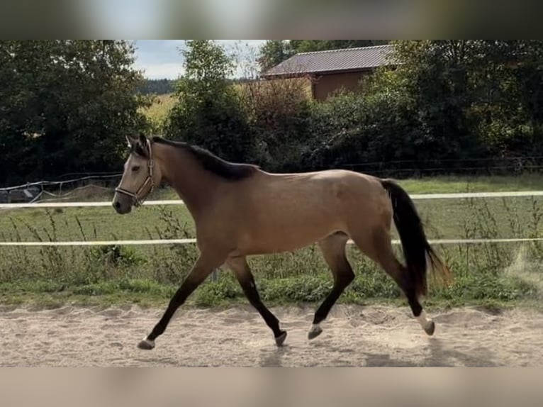 Zangersheider Gelding 4 years 16.2 hh Buckskin in Walzbachtal