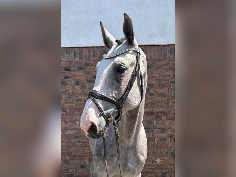 Zangersheider Gelding 4 years 16.2 hh Grey-Dapple in Niederkassel