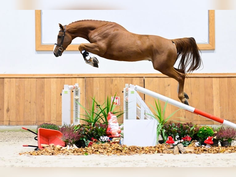 Zangersheider Gelding 4 years 16,3 hh Chestnut-Red in Bladel