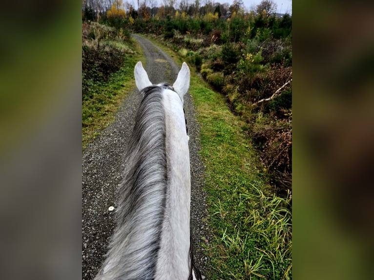 Zangersheider Gelding 4 years 16,3 hh Gray-Dapple in Sankt Katharinen