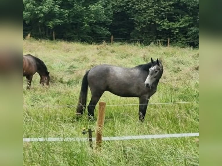 Zangersheider Gelding 4 years 16.3 hh Grey in Les Maroëlles