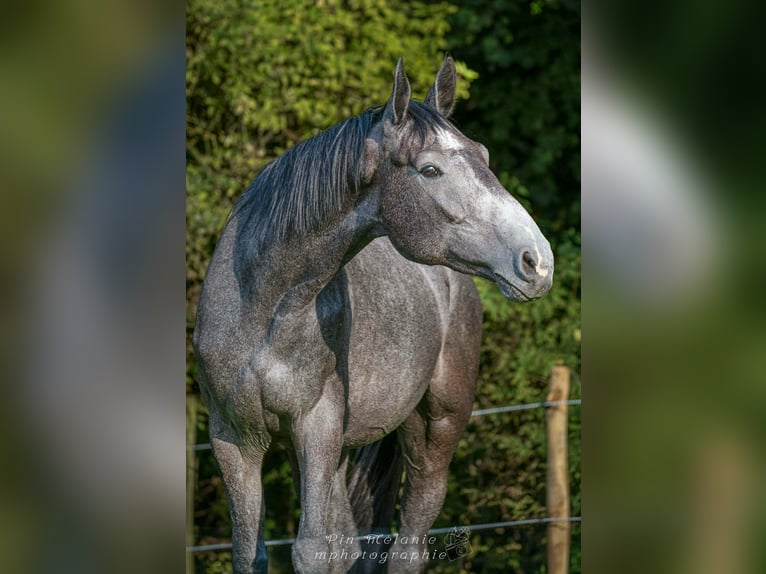 Zangersheider Gelding 4 years 16.3 hh Grey in Les Maroëlles