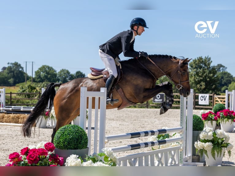 Zangersheider Gelding 4 years 16 hh Bay-Dark in Saint-Pierre-de-Coutances