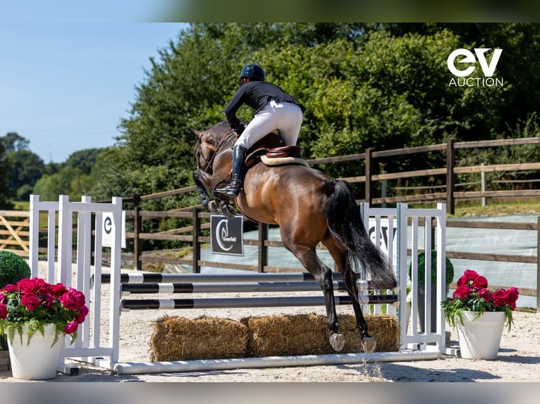 Zangersheider Gelding 4 years 16 hh Bay-Dark in Saint-Pierre-de-Coutances
