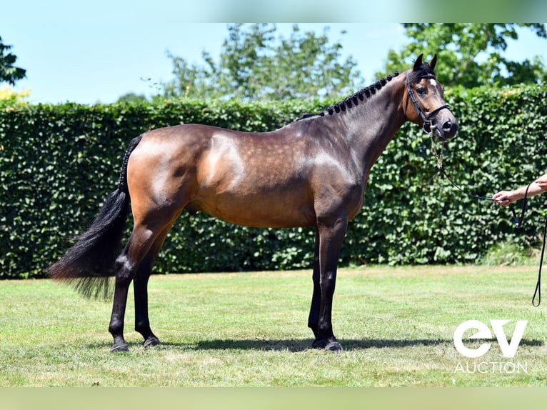 Zangersheider Gelding 4 years 16 hh Bay-Dark in Saint-Pierre-de-Coutances