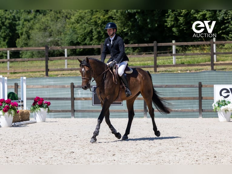 Zangersheider Gelding 4 years 16 hh Bay-Dark in Saint-Pierre-de-Coutances