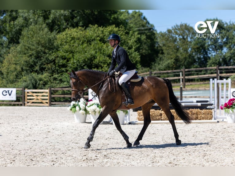 Zangersheider Gelding 4 years 16 hh Bay-Dark in Saint-Pierre-de-Coutances