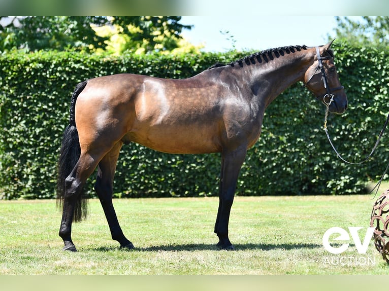 Zangersheider Gelding 4 years 16 hh Bay-Dark in Saint-Pierre-de-Coutances