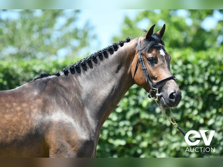 Zangersheider Gelding 4 years 16 hh Bay-Dark in Saint-Pierre-de-Coutances