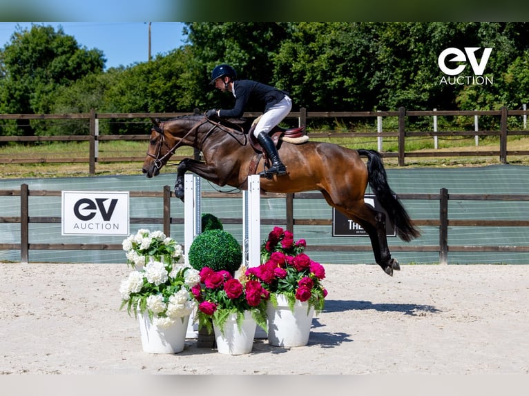 Zangersheider Gelding 4 years 16 hh Bay-Dark in Saint-Pierre-de-Coutances
