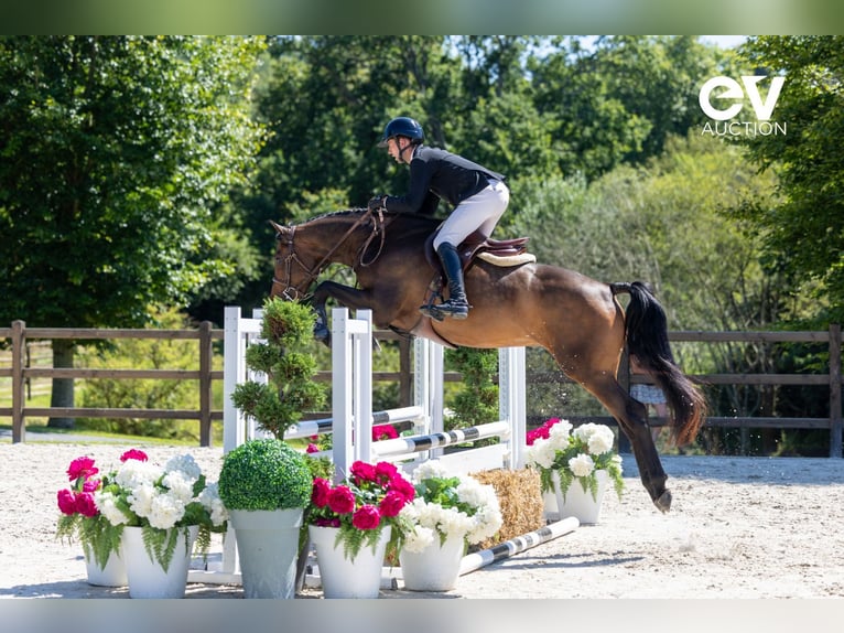 Zangersheider Gelding 4 years 16 hh Bay-Dark in Saint-Pierre-de-Coutances