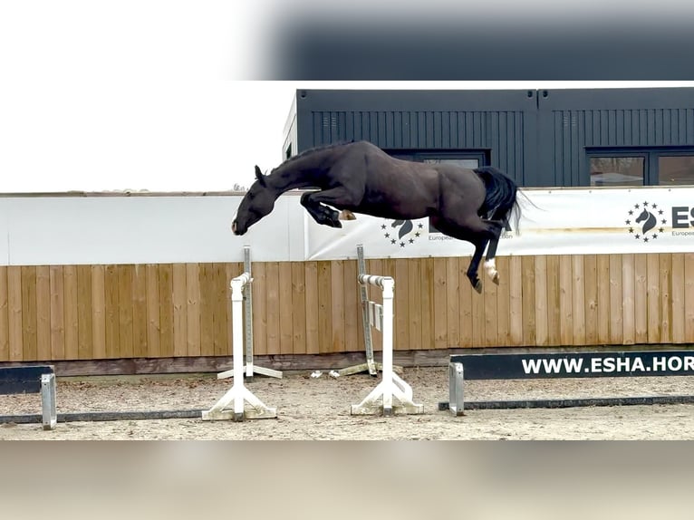 Zangersheider Gelding 4 years 16 hh Black in GROTE-BROGEL