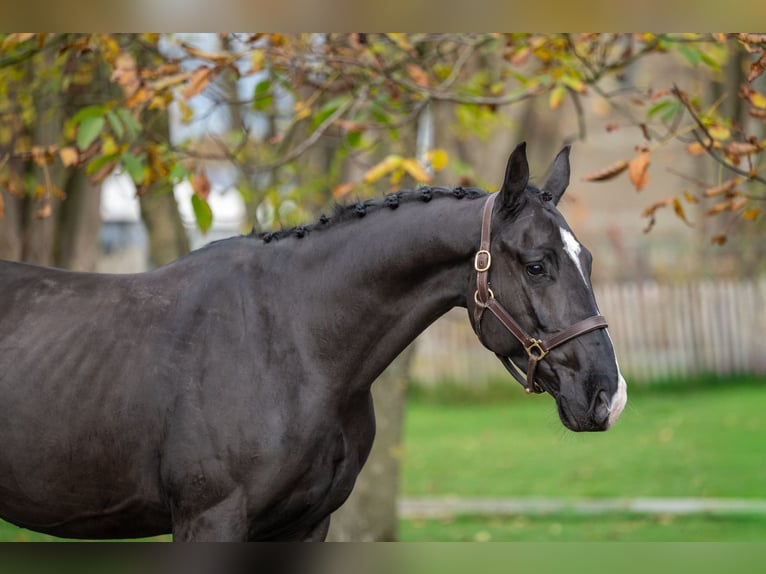 Zangersheider Gelding 4 years 16 hh Black in GROTE-BROGEL