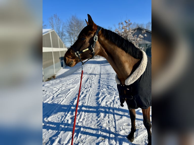 Zangersheider Gelding 4 years 16 hh Brown in Allershausen
