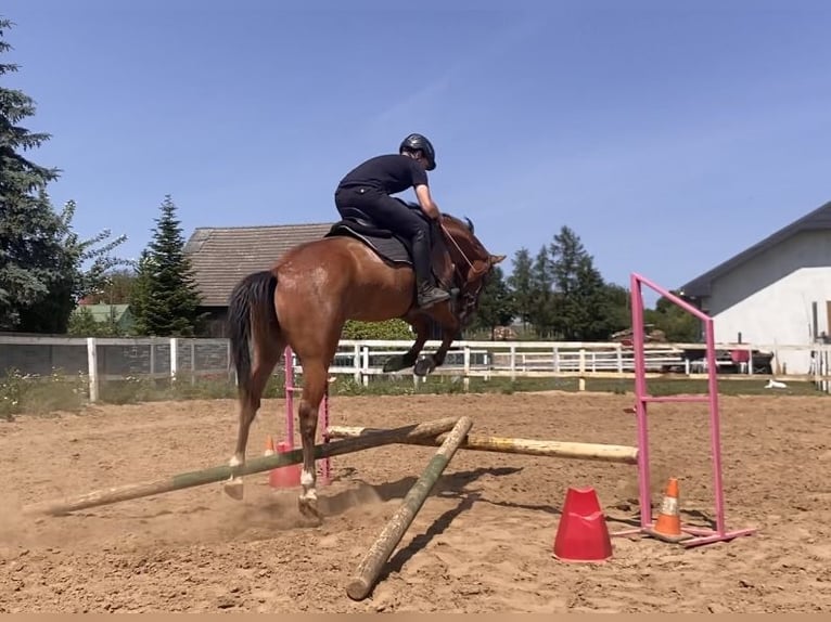 Zangersheider Gelding 4 years 16 hh Brown in Bierzwnik