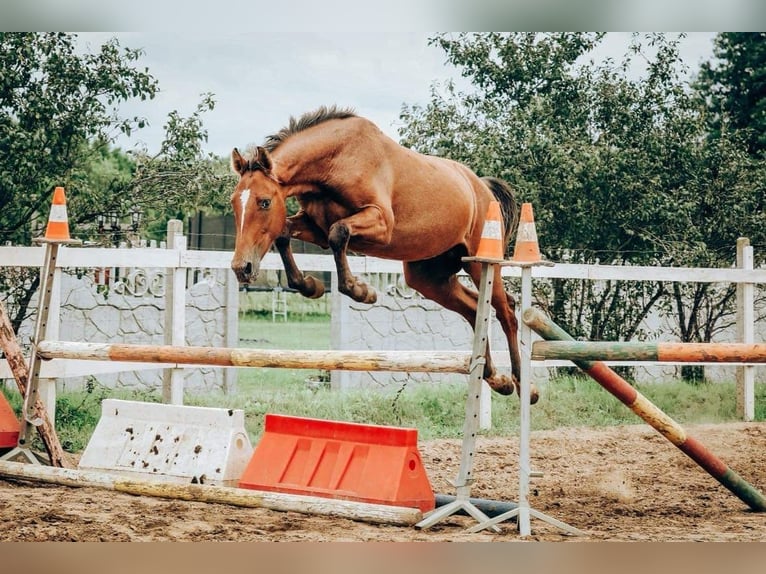 Zangersheider Gelding 4 years 16 hh Brown in Bierzwnik