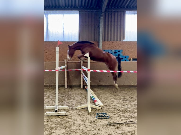 Zangersheider Gelding 4 years 16 hh Brown in Hude (Oldenburg)